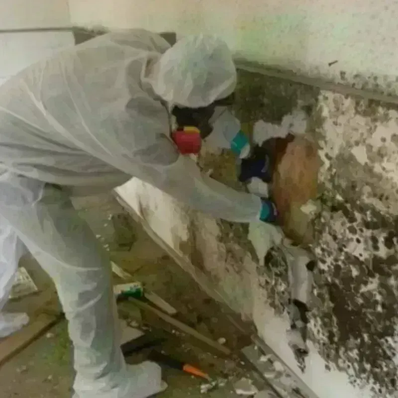 Mold Remediation and Removal in Johnston, IA